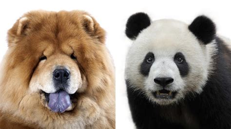 Circus Tries To Pass Chow Puppies Off As Pandas