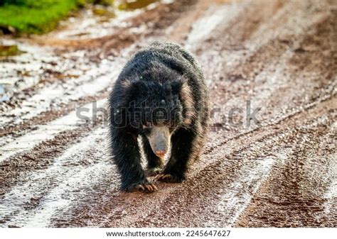 Sri Lankan Sloth Bear Melursus Ursinus Stock Photo 2245647627