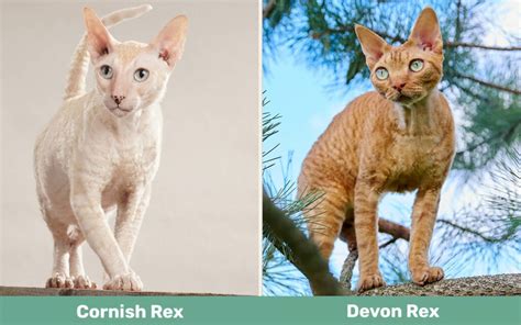 Cornish Rex Vs Devon Rex Whats The Difference With Pictures Catster