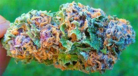 10 Best Looking Weed Strains Most Beautiful Cannabis