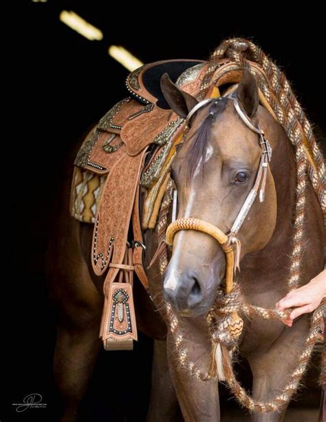 Love The Tack Especially The Reins Aqha Horses Western Pleasure