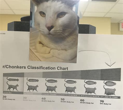Chonker Classification Chart In My Doctors Office Meme Guy