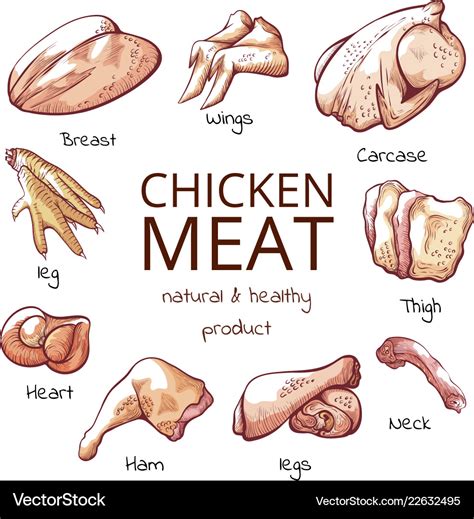Chicken Meat Parts With Names Cuisine Poster Vector Image