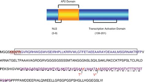 Deduced Amino Acid Sequence Of Ap2erf N 22 And Its Functional