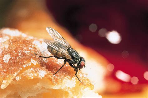 Housefly Description Disease Life Cycle And Facts Britannica