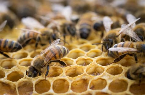 The Life Of A Honey Bee Simone Mcewan