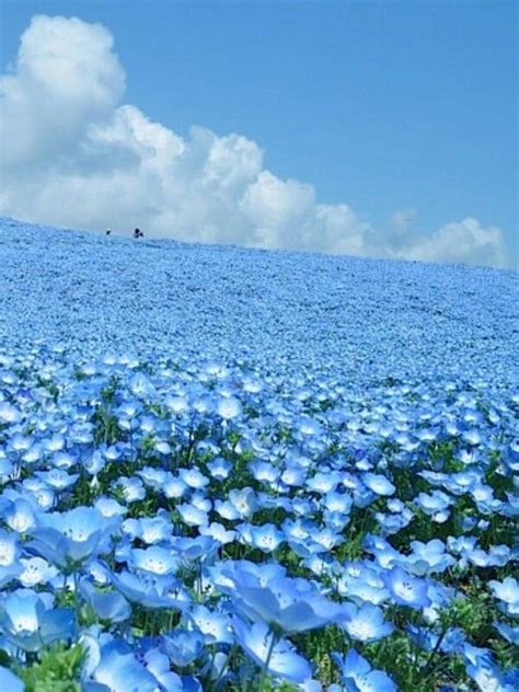 Blue Flower Field Japan Fondos De Pantalla Paisajes Campo De Flores