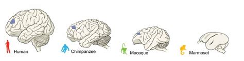 Study Shows Differences Between Brains Of Primates Humans Apes And