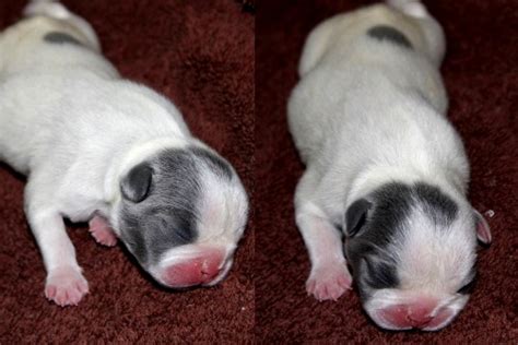 Boutique puppies offering gorgeous mini french bulldog puppies for sale in standard and rare colors like blue, blue and tan, blue pied, cream, brindle, brindle pied, black and white, red, red pied we also have blue eyed french bulldog puppies too. Newborn Solid Blue pied french bulldog puppy | Blue French ...