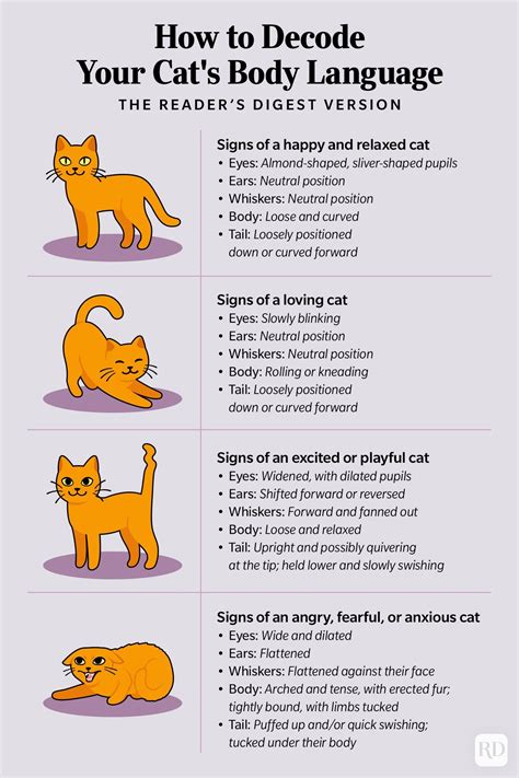 Cat Body Language How To Decode Your Cats Body Language