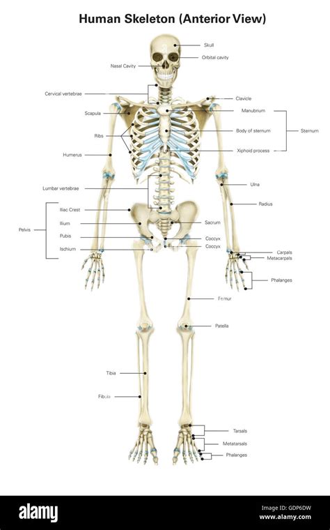 Anterior View Of Human Skeletal System With Labels Stock Photo