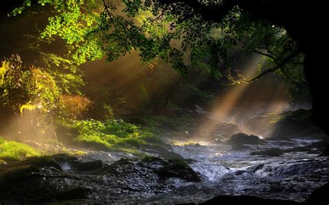 Lanscapes Trees Forest Water Rapids Wallpaper 1920x1200