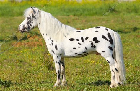 Spotted Pony — Stock Photo © Mariart 7251353