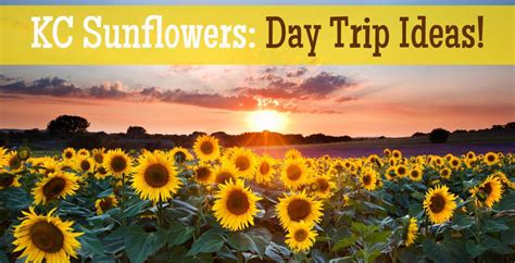 Sunflower Fields To Visit Near Kansas City Open Aug To Sept