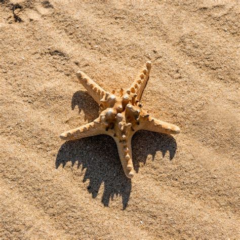 Free Photo Sea Star On Sand