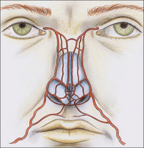 Nasal Arterial Vasculature Medical And Surgical Applications Archives