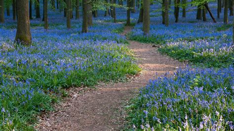 Beautiful Bluebell Walks In The West Country Toad Hall Cottages Blog