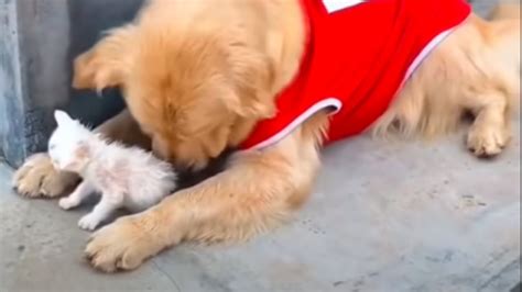Golden Retriever Finds Stray Kitten And Brings Her Home Youtube