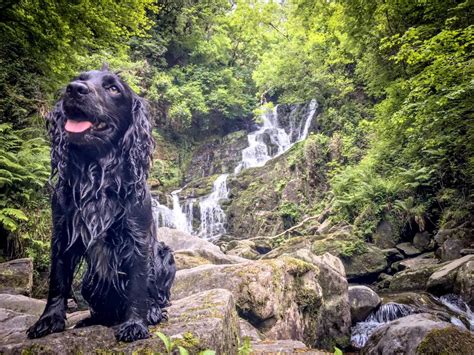 Dog Friendly Walks In Kerry 6 Of The Best Outsiderie