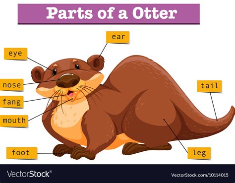 Anatomy Of Cute Otter Royalty Free Vector Image