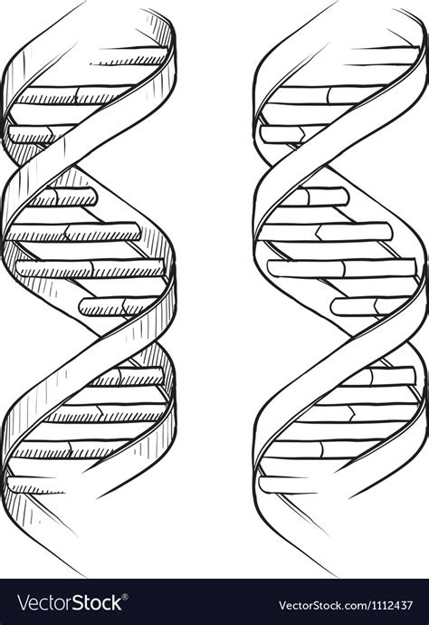 Doodle Dna Double Helix Royalty Free Vector Image