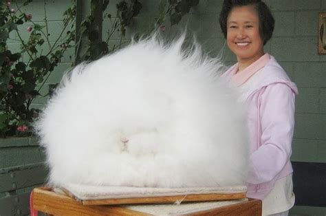 You Wont Be Able To Un See These Angora Rabbits Feeling