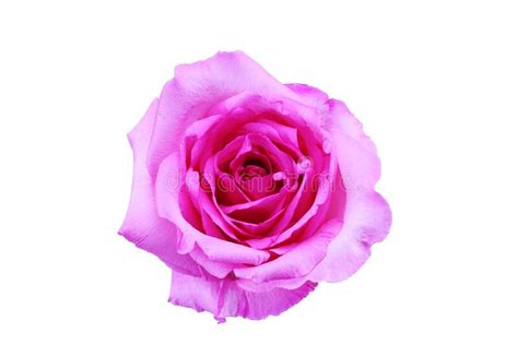 Beautiful Pink Rose Isolated On White Background Stock Photo Image Of