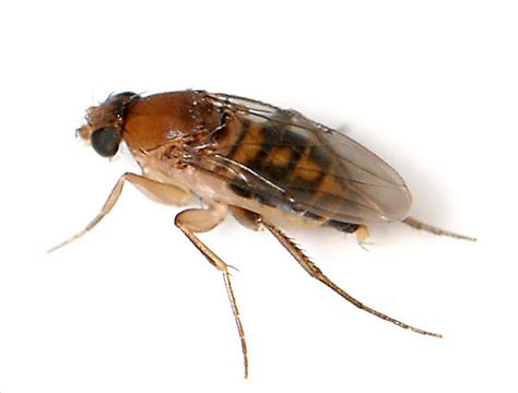 Scuttle Fly Megaselia Scalaris Bugguidenet
