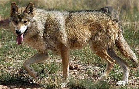 Two Mexican Gray Wolves Found Dead In New Mexico Knau Arizona Public
