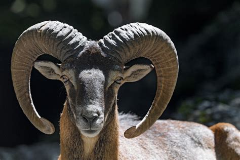 Portrait Of A Mouflon A Portrait Of A Male Mouflon Which I Flickr