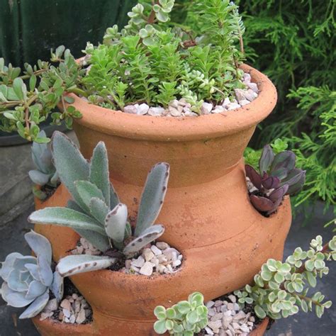 Strawberry Pot Planted With Succulents Succulent Pots Cacti And
