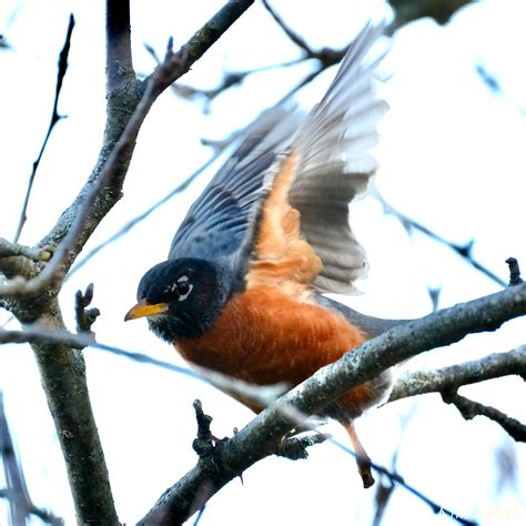 Americna Robin Copyright Kim Smith 3 Of 6 Kim Smith Films