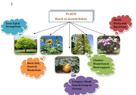 Plants Classifications Root Stems And Leaves And Shoot Systems