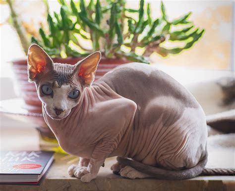 8 Different Sphynx Cat Colors With Pictures Excited Cats