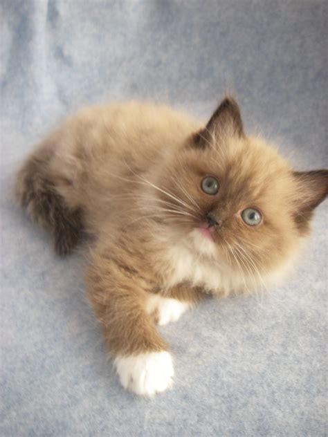 Mink Sepia Mitted Ragdoll Kitten I Want Ragdoll Kittens For Sale