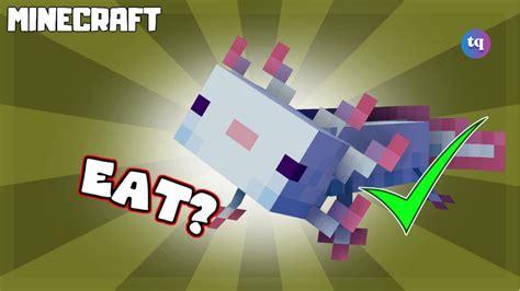 What Do Axolotls Eat In Minecraft Techqlik