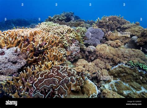 Underwater Scenery Corals Various Hard Corals On Reef Great Barrier