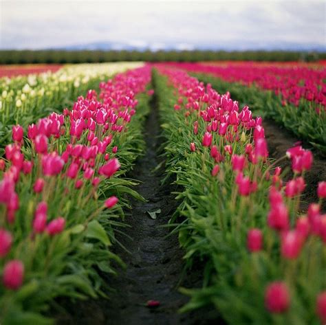 Pinterest Flower Field Walk Around The World Beautiful Nature