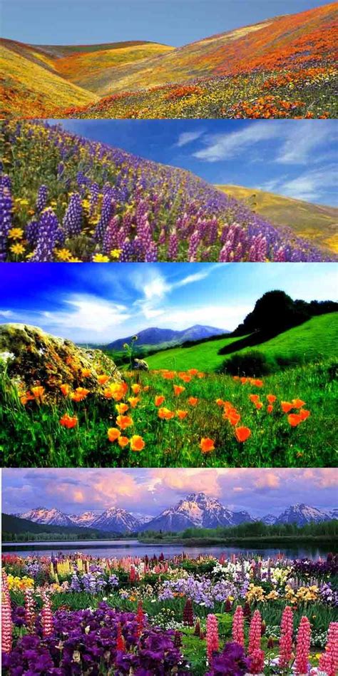 Valley Of Flowers Is A Vibrant And Splendid National Park Reposing In