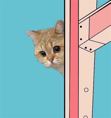 [image 136141] starecat grafics cat know your meme