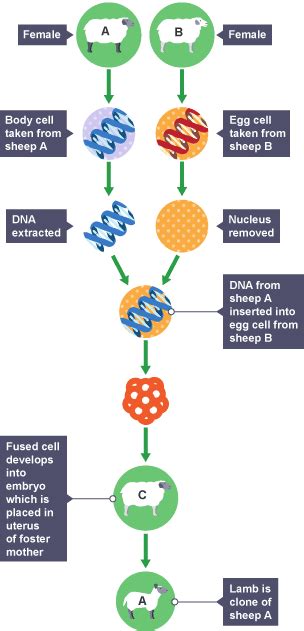 Using our current technologies, we would implement enzymes from bacteria to locate genes with in our dna to create the necessary modifications for duplication. BBC Bitesize - GCSE Biology (Single Science) - Genetic ...