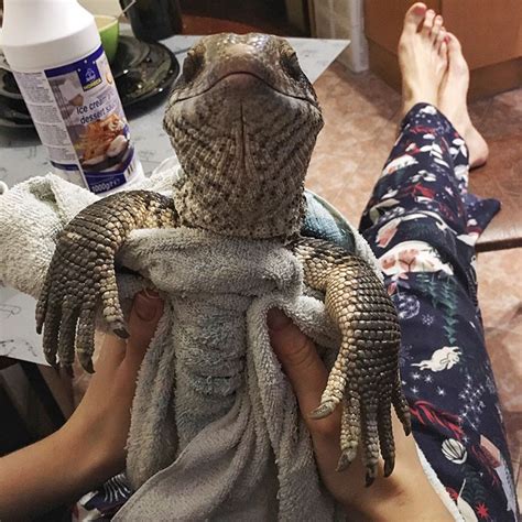 This Lizard Proves That Reptiles Can Be Cute Pets Too Bored Panda