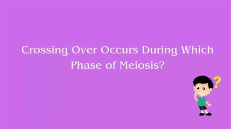 Crossing Over Occurs During Which Phase Of Meiosis English Talent
