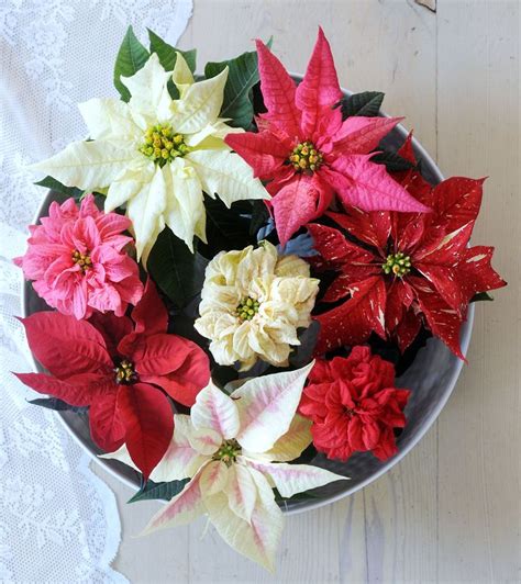 17 Golden Rules To Extend The Lifespan Of Your Poinsettia Poinsettia