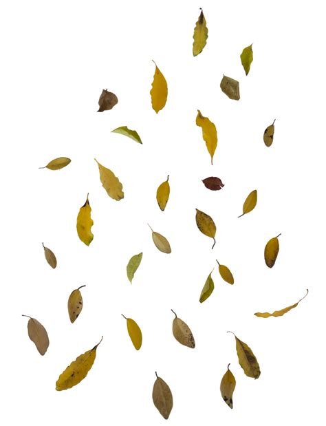 Falling Leaves Png Image Png Mart
