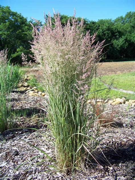Calamagrostis Overdam Feather Reed Grass Ornamental Grasses Plants