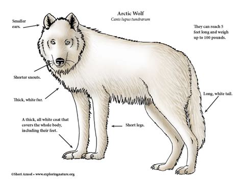 Wolf Arctic