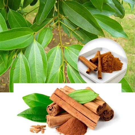 100 Dried Cinnamon Leaves 100 Organic Hand Picked And Sun Dried Ceylon