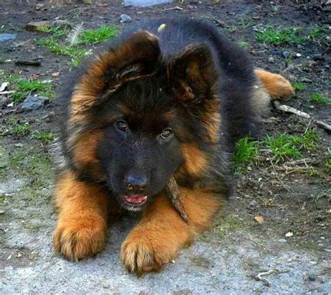They are strong willed and highly intelligent with a very playful spirit. 107 best images about Black and Red German Shepherds on ...