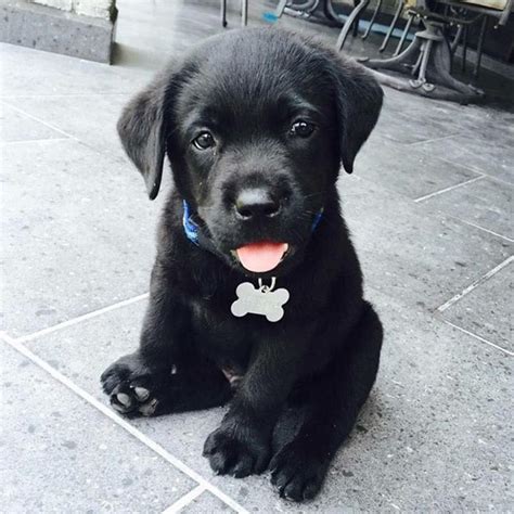 Black Lab Puppies Are The Cutest Rpuppies